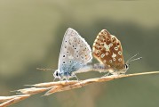女人夢(mèng)到動(dòng)物，解讀夢(mèng)境中的神秘信號(hào)，女人夢(mèng)到動(dòng)物，解讀夢(mèng)境中的神秘信號(hào)