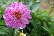 夢中花開花落，探尋心靈之境