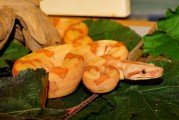 夢(mèng)到屋里有蛇，解讀與解析