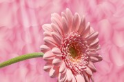 花花姑娘游戲免費(fèi)下載，花花姑娘，全平臺無限制游戲免費(fèi)下載