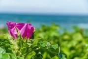 夢中淚落，情感之海
