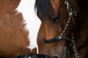 小馬游戲大全，下載、體驗(yàn)全境，暢玩小馬游戲，全部游戲的下載與體驗(yàn)指南