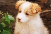 犬舍注冊全攻略，流程、注意事項(xiàng)及必備材料，一站式指南，犬舍注冊全解析