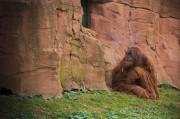 我的動物園的游戲免費(fèi)，動物園游戲，享受寓教于樂的動物世界