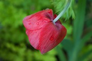 懷孕期間夢到花的神秘寓意，懷孕期間夢到花的神秘寓意