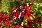 紅衣之夢(mèng)，一場(chǎng)色彩斑斕的夢(mèng)境探索，紅衣之夢(mèng)，色彩斑斕的夢(mèng)境探索