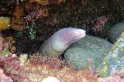 夢里夢到蛇，探索夢境中的神秘生物，夢里神秘生物，蛇的探索