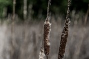 夢中折枝，探尋心靈與自然的微妙聯(lián)系，夢中折枝，心靈與自然的微妙聯(lián)系探索