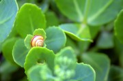 周公解夢之夢到金魚，周公解夢，夢到金魚的含義