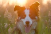 媽媽夢中的神秘之犬，媽媽夢中的神秘之犬，犬影幻夢