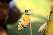 懷孕期間夢(mèng)見(jiàn)蛇的寓意與解析，懷孕期間夢(mèng)見(jiàn)蛇的寓意與解析
