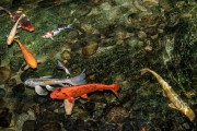 夢(mèng)到魚(yú)和水，預(yù)示著什么？，夢(mèng)到魚(yú)和水，預(yù)示的寓意與解析