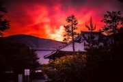 夢中的拔樹之旅，一次心靈的覺醒，夢中的拔樹之旅，心靈的覺醒之旅