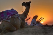 夢(mèng)中的騾子之旅，夢(mèng)中的騾子之旅之旅的奇妙體驗(yàn)