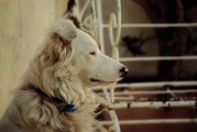 夢中尋犬記，小狗丟失后的奇跡重逢，夢中尋犬記，奇跡重逢的感人故事