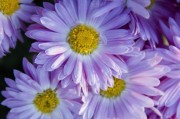夢(mèng)中的菊花之歌，夢(mèng)中的菊花之歌，詩(shī)意與幻想的交響。