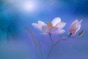 夢中的畫眉之歌，詩意與生活的交響，夢中之畫眉之歌，詩意與生活的交響樂章