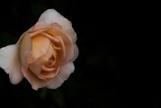 夢(mèng)到拜觀音，心靈深處的祈愿與感悟，夢(mèng)拜觀音，心靈深處的祈愿與感悟