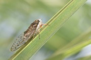 夢(mèng)中的蟬鳴，夢(mèng)中的蟬鳴聲