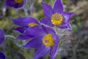 鮮花游戲免費(fèi)體驗(yàn)，超值！鮮花游戲免費(fèi)體驗(yàn)，讓生活更浪漫
