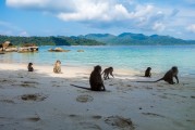 夢(mèng)境中的猴子之旅，夢(mèng)境中的猴子之旅之旅的奇幻探索