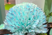 年產值超5000億元！“鮮花經濟”一路生花