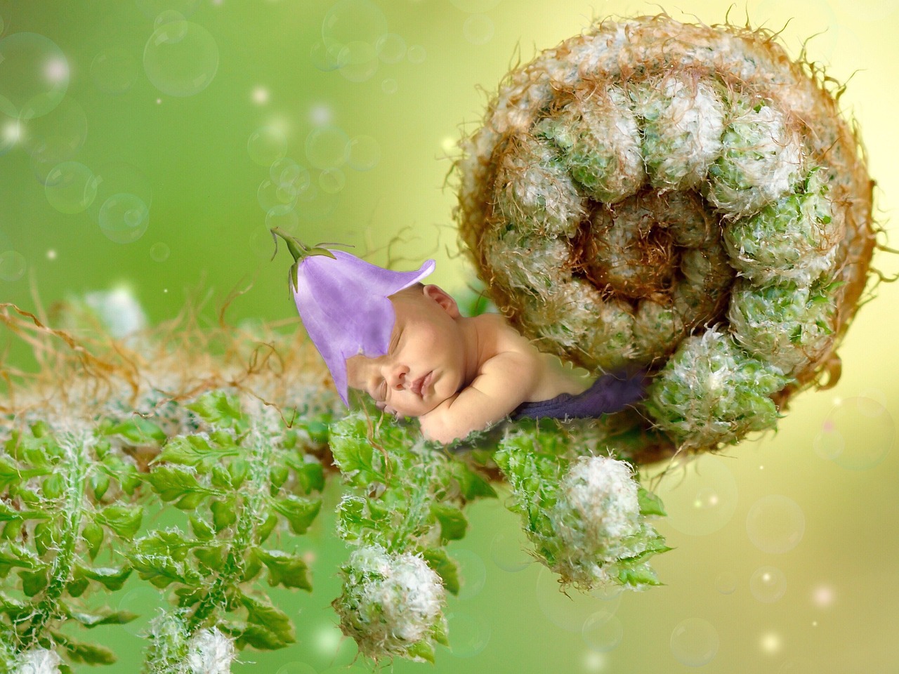 夢中的神秘使者——蟾蜍的啟示，夢中的神秘使者，蟾蜍的啟示之力