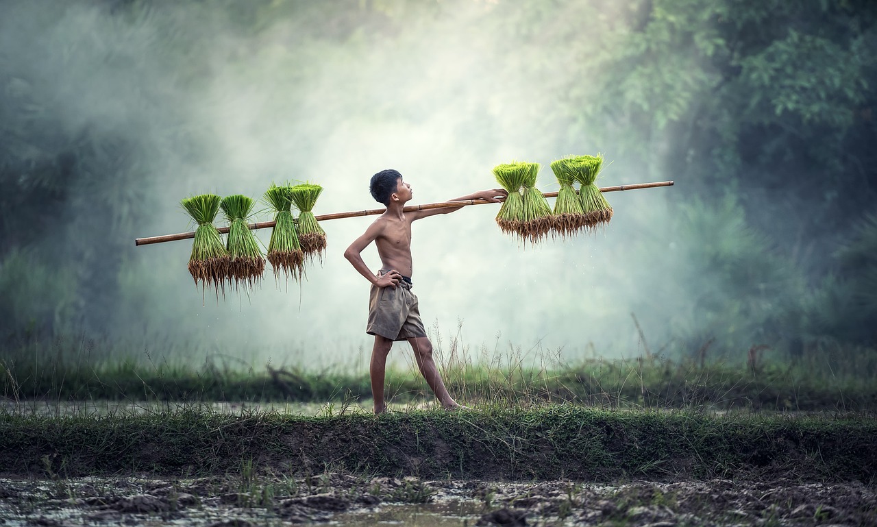夢到插秧，解讀夢境中的農(nóng)業(yè)勞動