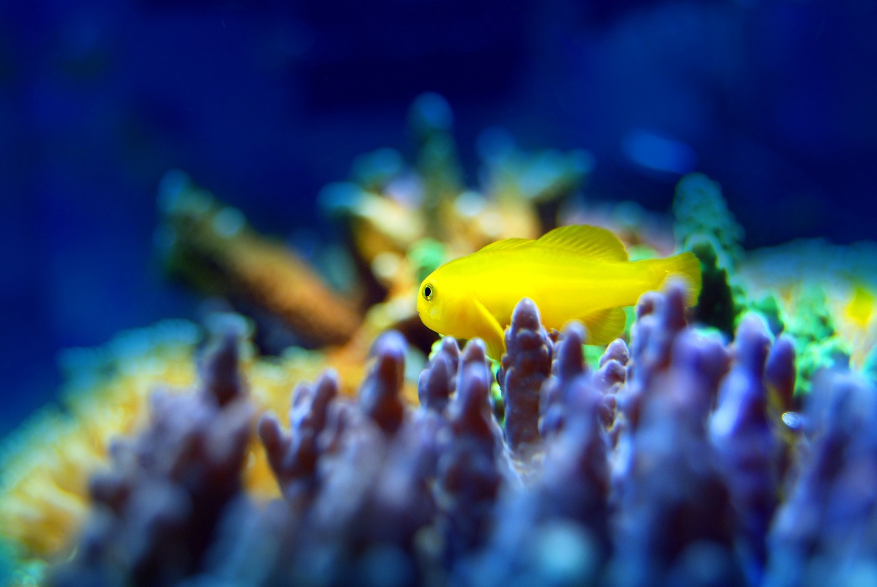 夢中的魚之海，一場與小魚的奇妙邂逅