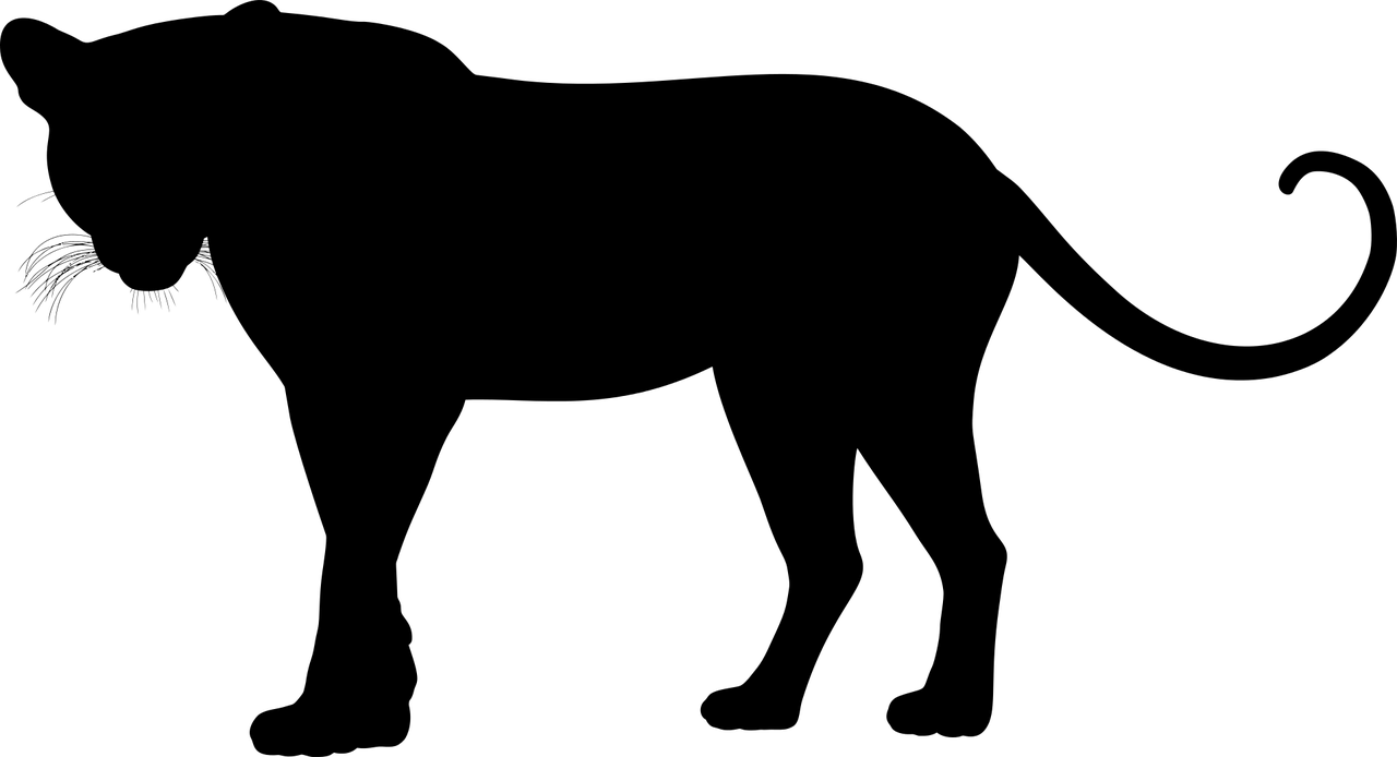 夢(mèng)中的貓影，解讀夢(mèng)到貓抓的深層含義