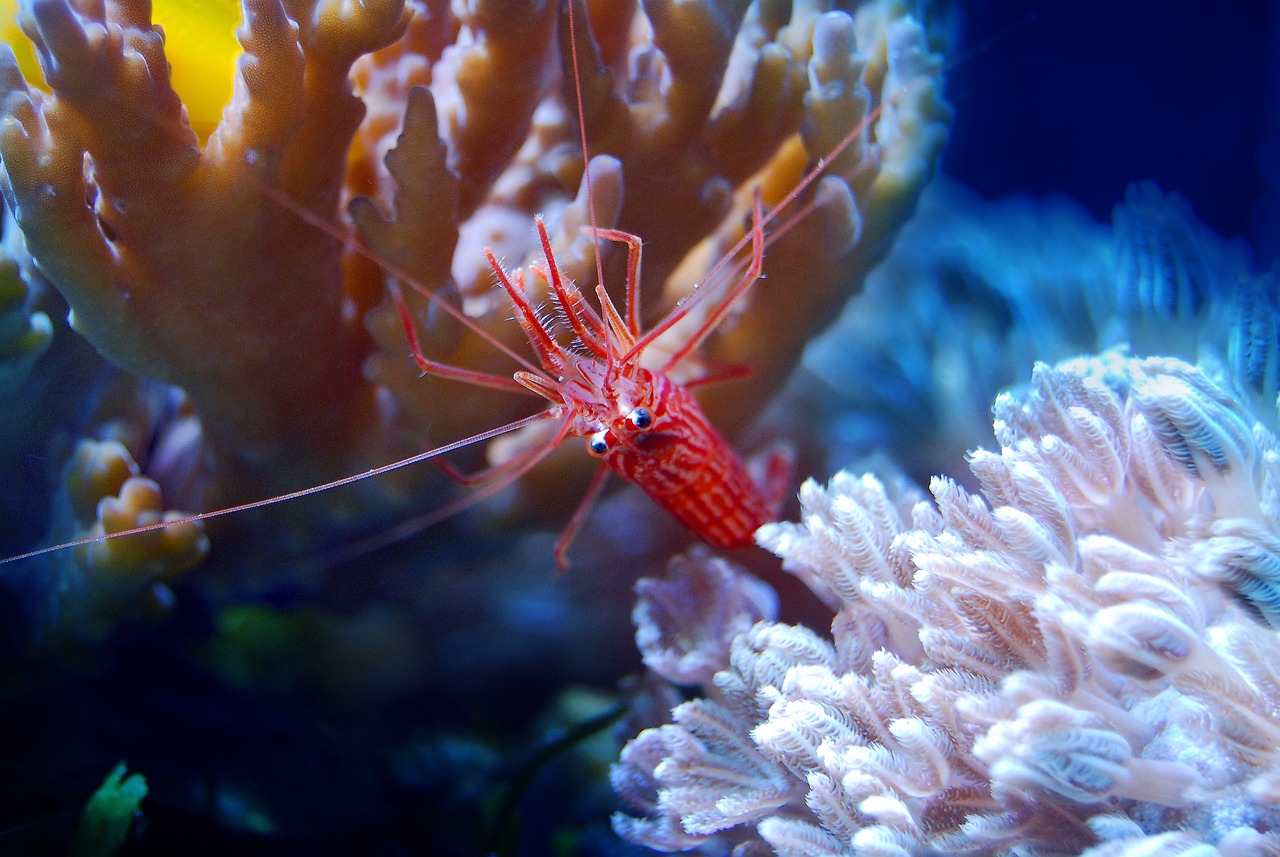 夢游水族世界，魚與蝦的神秘夢境