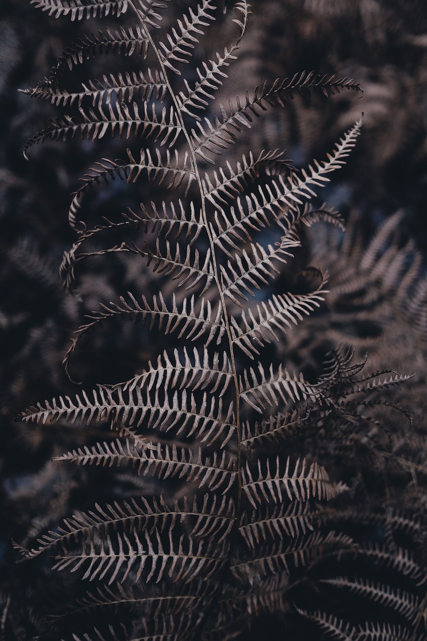 無(wú)限綠洲 - 免費(fèi)游戲植物大戰(zhàn)怪獸的世界