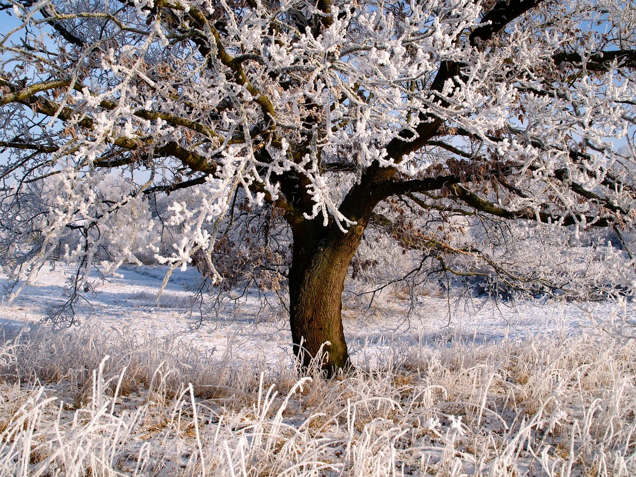 夢(mèng)中的雪舞，一場(chǎng)飄灑的冬日之夢(mèng)