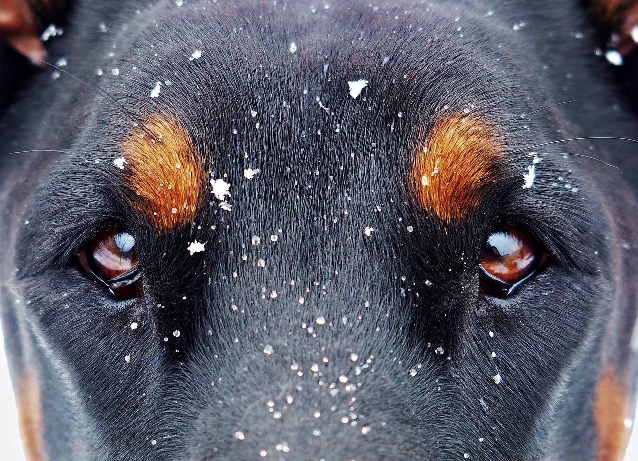 夢(mèng)中雙犬之謎