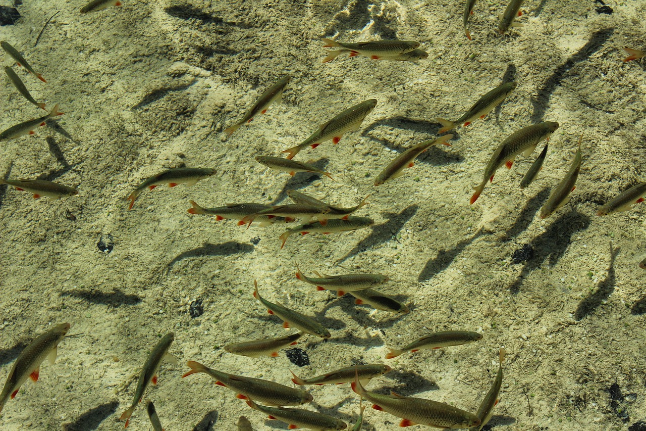 夢中的水世界，魚群涌動的奧秘