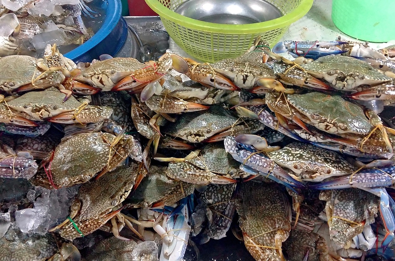 夢(mèng)中奇遇，螃蟹與魚的共舞