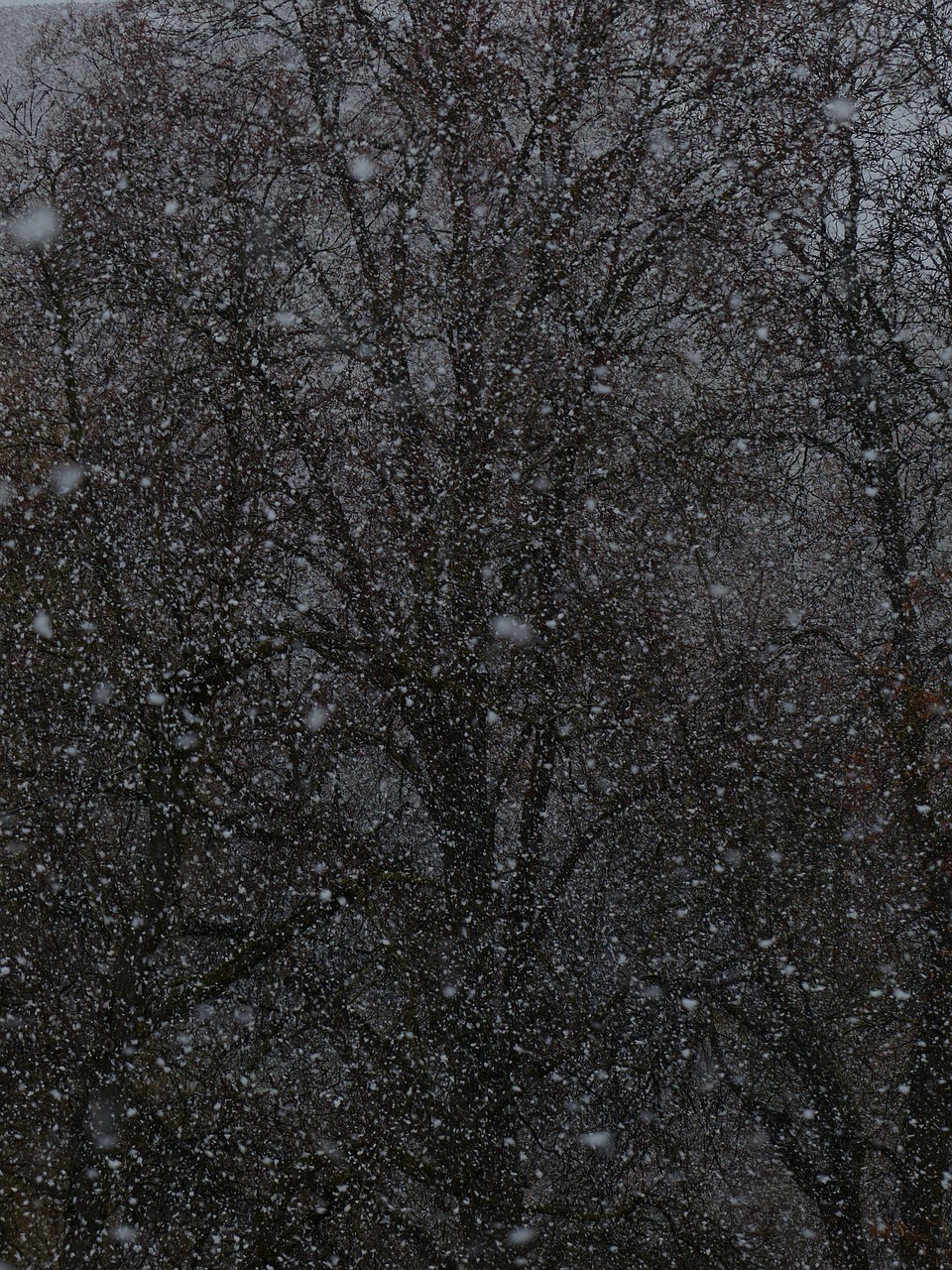 夢中雪舞，心靈的洗禮