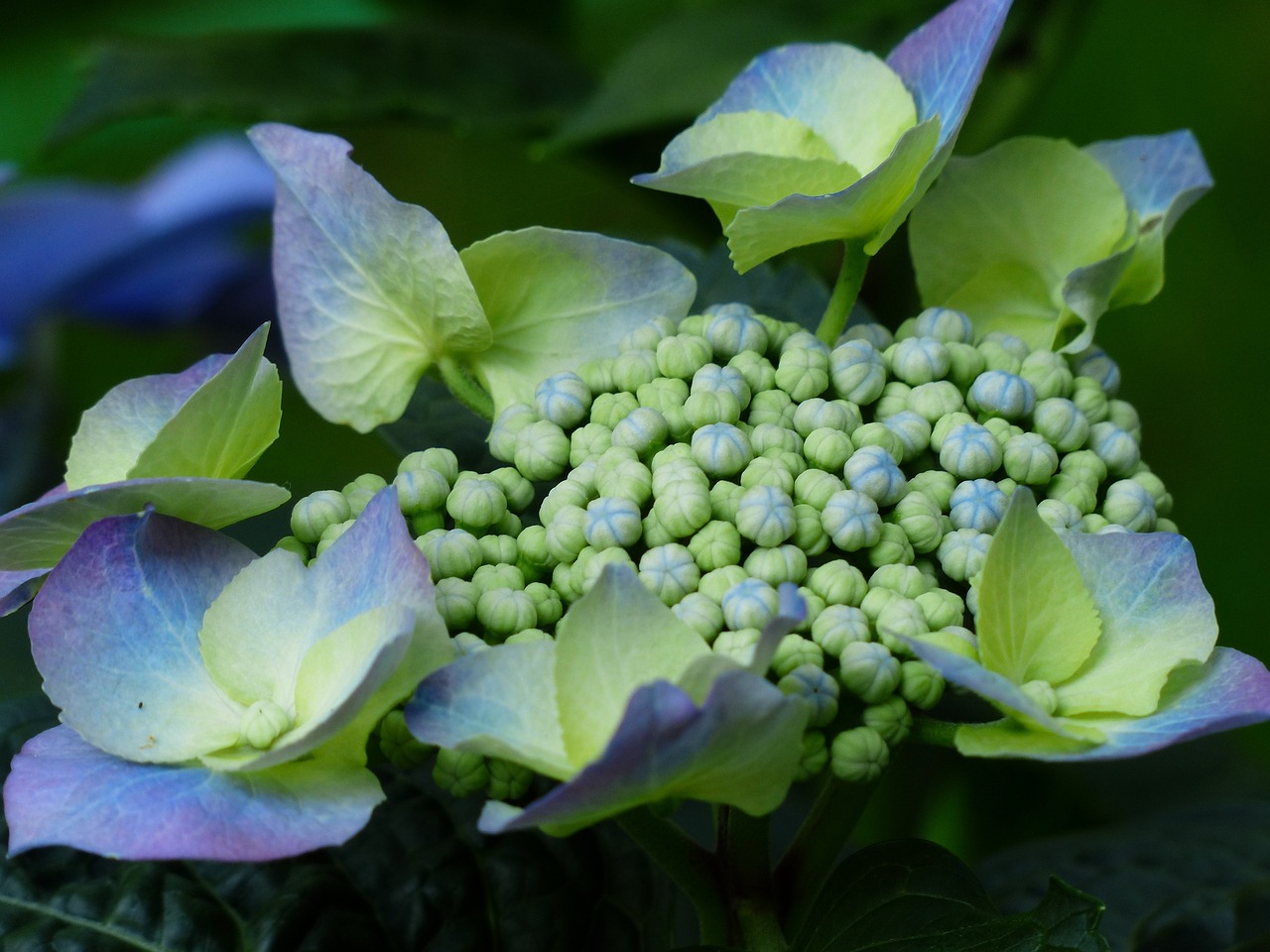 夢(mèng)中花海——一場(chǎng)鮮花的絢爛夢(mèng)境