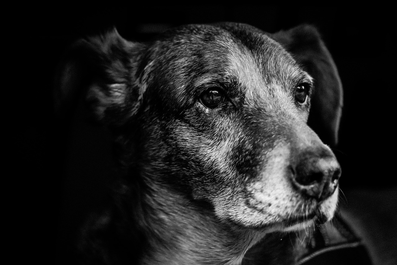 夢中犬語，解讀夢到許多狗的奧秘