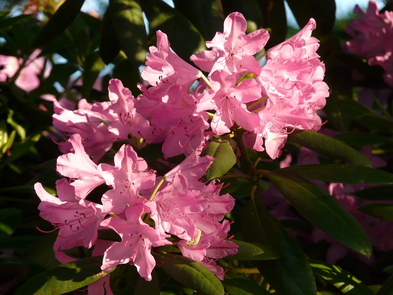 草莓之夢(mèng)，一場(chǎng)甜蜜的幻游