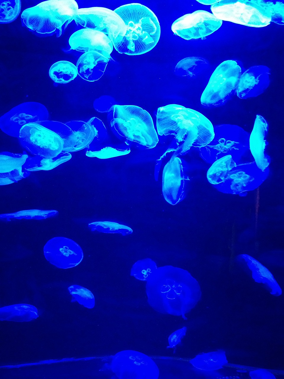 夢(mèng)到彩色的魚，一場(chǎng)神秘而多彩的夢(mèng)境之旅