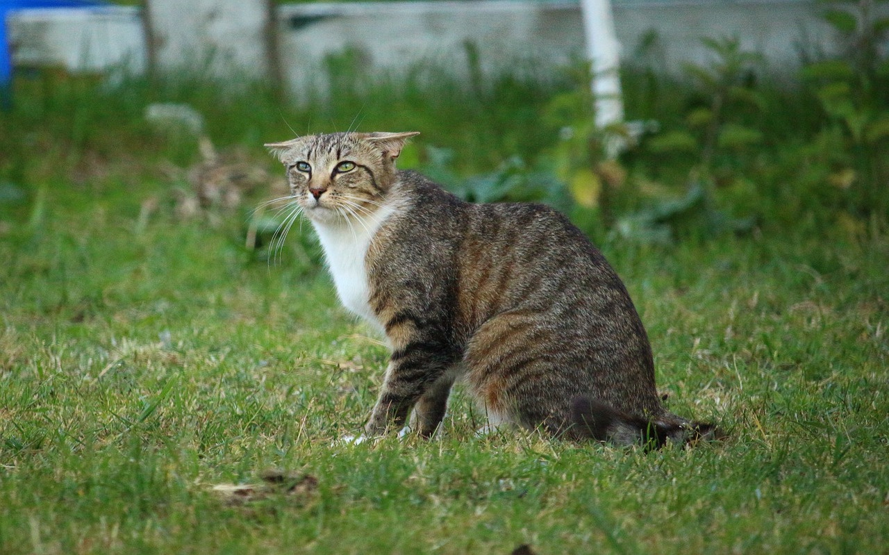 揭秘Kitty貓咪的游戲世界，一款免費、無廣告的休閑游戲
