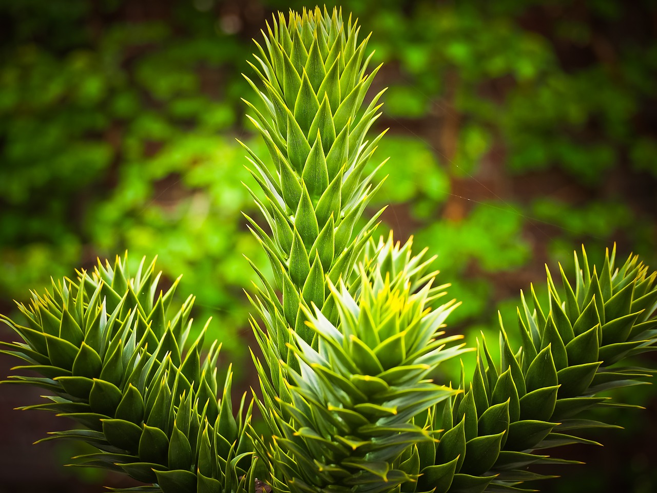 虛擬世界中的植物游戲免費(fèi)體驗(yàn)——探討其價值與影響
