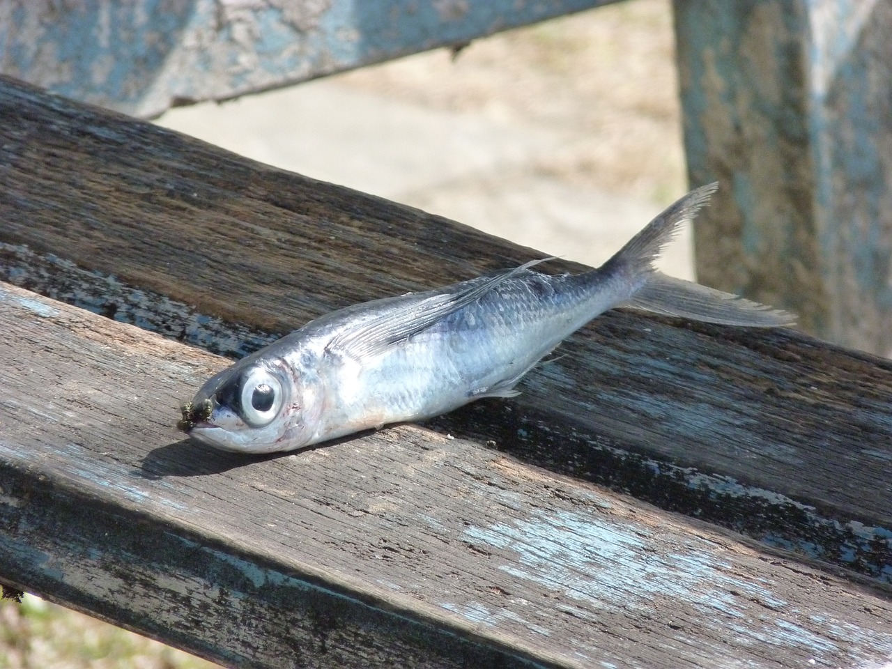 夢(mèng)到撈魚(yú)，寓意與解讀