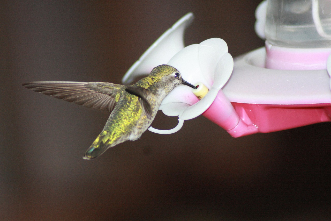 蜂鳥(niǎo)配送注冊(cè)攻略，輕松開(kāi)啟您的蜂鳥(niǎo)配送之旅，蜂鳥(niǎo)配送注冊(cè)指南，輕松起步您的配送生涯