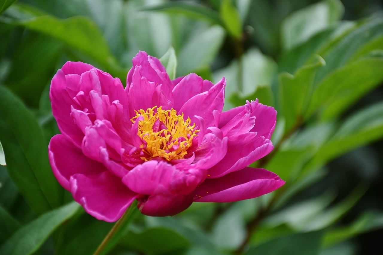 花啦花啦注冊(cè)難題解析，常見(jiàn)問(wèn)題及解決方案