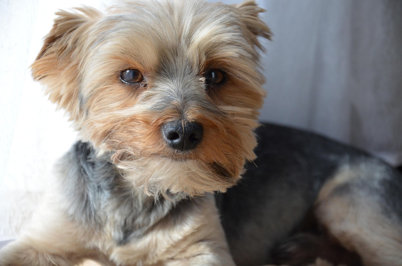 如何輕松注冊(cè)CKU，開(kāi)啟你的犬類(lèi)生涯