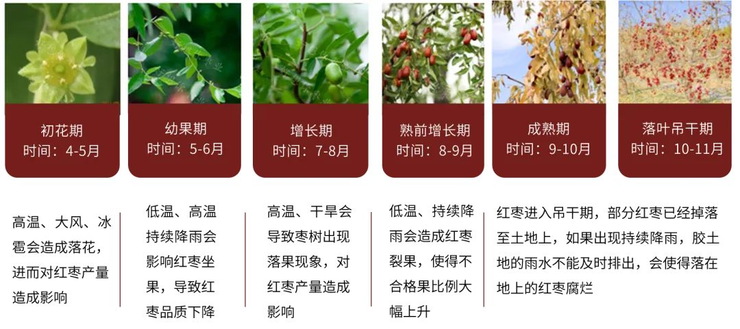 紅棗：新季棗尚未集中下樹 棗農(nóng)挺價(jià)情緒偏強(qiáng)